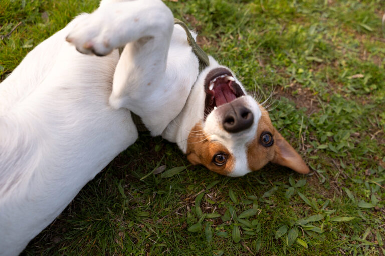 Signs Your Dog Might Need a Dental Cleaning Soon