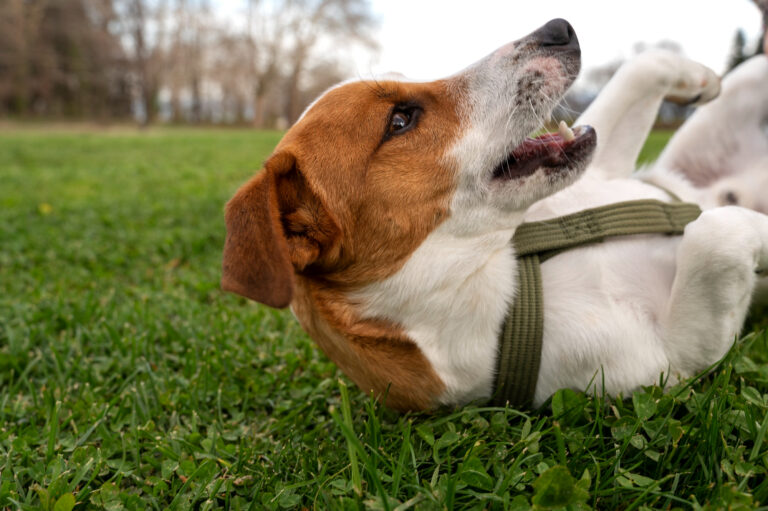 How Our Mobile Pet Dental Cleaning Works (Step-by-Step)