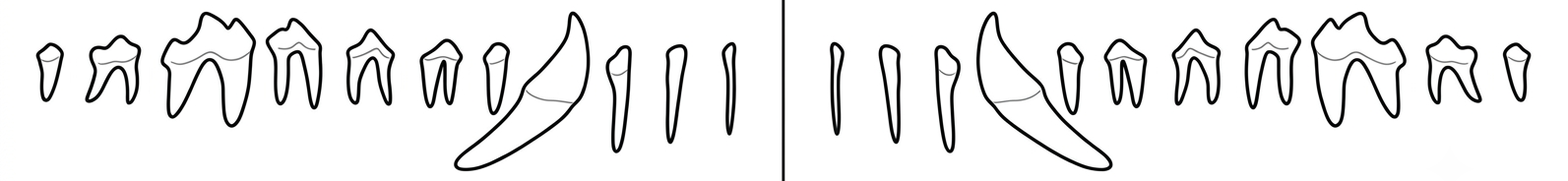 Lower jaw teeth