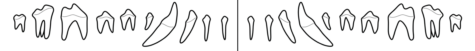 Upper jaw teeth